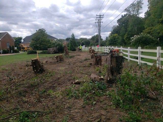 Clearing Out Unnecessary Stumps (Kent County, VA)