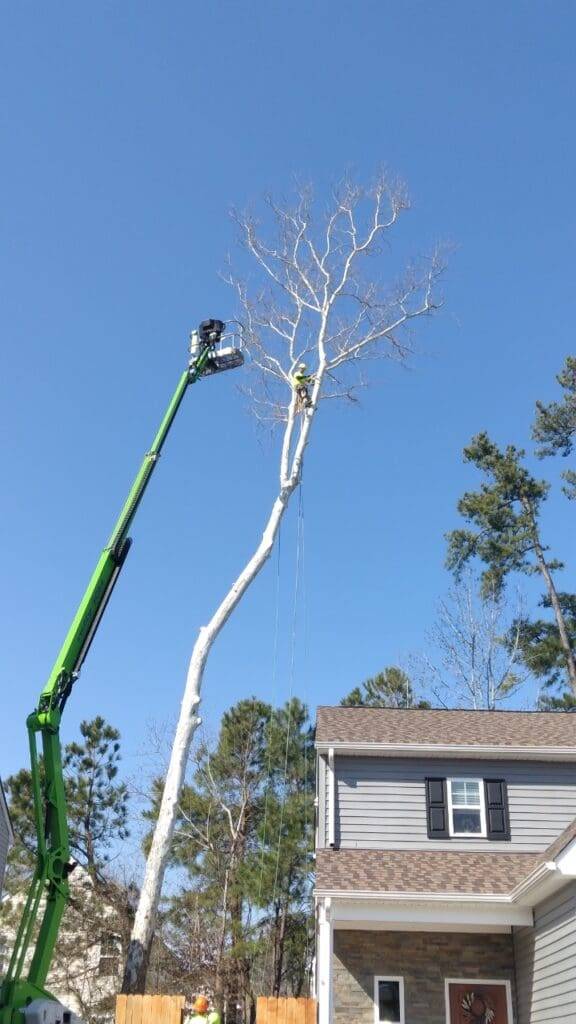 tree trimming service