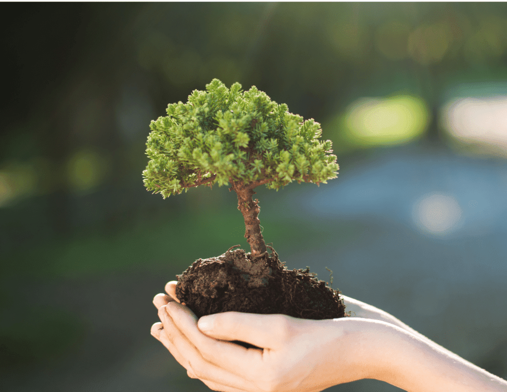 Hands holding young tree seedling, illustrating proper tree care and watering techniques.