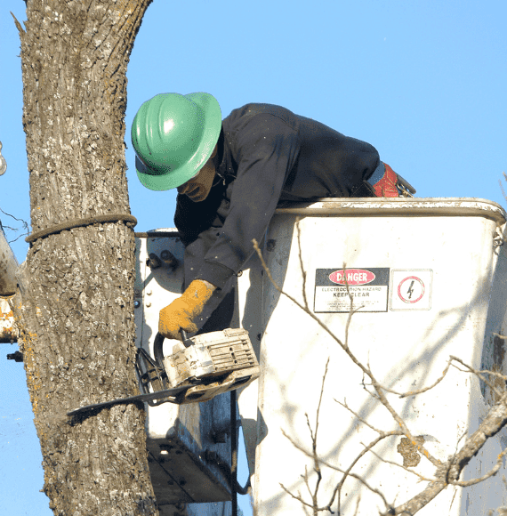 ISA-certified arborist trimming tree from bucket lift, Conner Tree Service, James City.